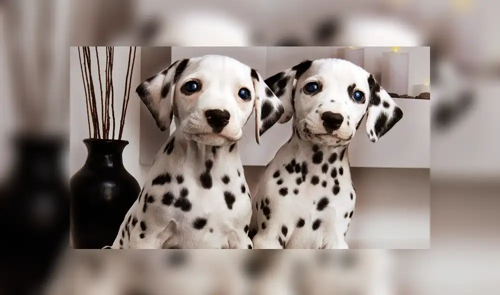 Facebook viral: perro dálmata conoce a caballo 'leopardo' y tiene increíble reacción [VIDEO]