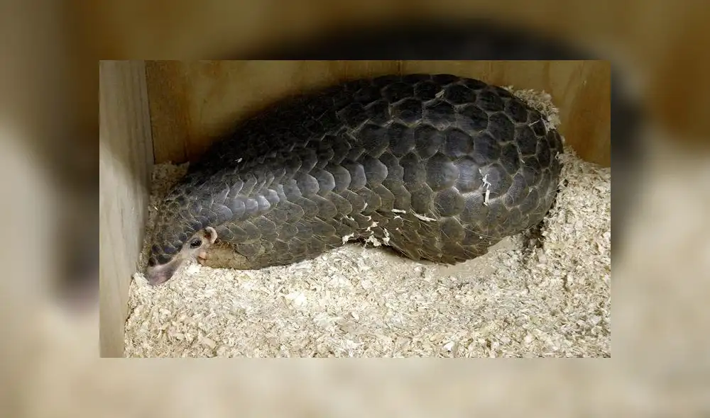 Los pangolines malayos (Manis javanica) son portadores de coronavirus relacionados con el SARS-CoV-2, de acuerdo a un estudio reciente. Foto: EFE (archivo) Los pangolines malayos (Manis javanica) son portadores de coronavirus relacionados con el SARS-CoV-2, de acuerdo a un estudio reciente. Foto: EFE (archivo)