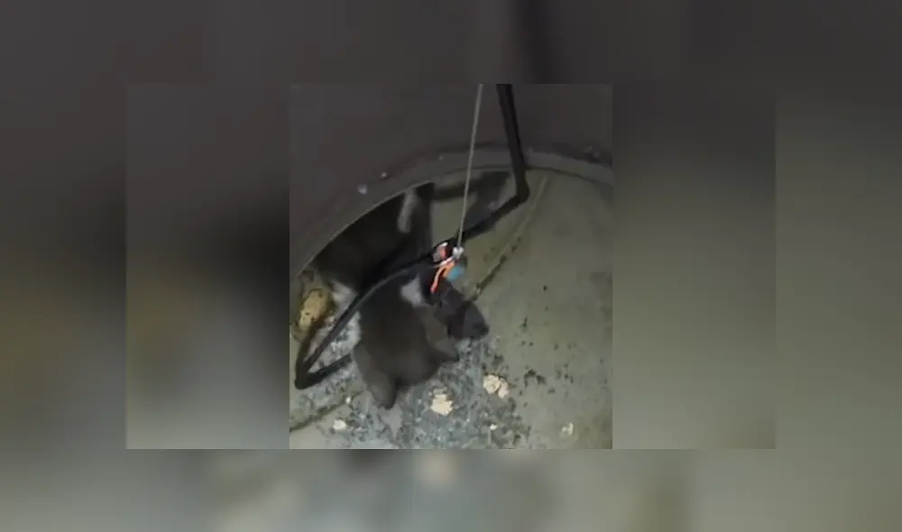 Unos rescatistas salvaron la vida del pequeño felino que estaba atorado en un hoyo. Foto: Facebook