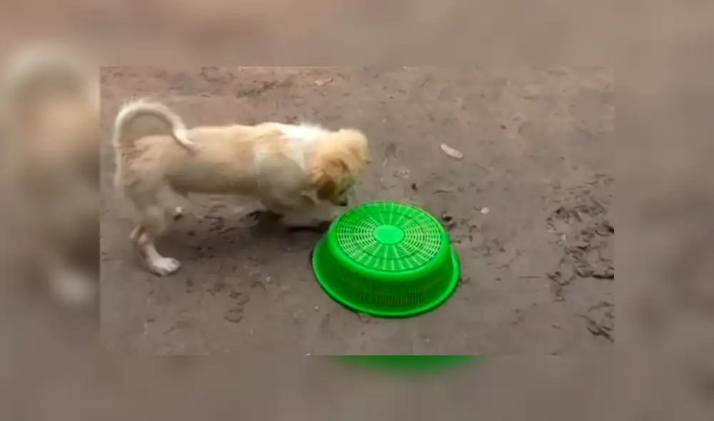 YouTube viral: pollito y perro se vuelven los mejores amigos, luego de valiente rescate [VIDEO]