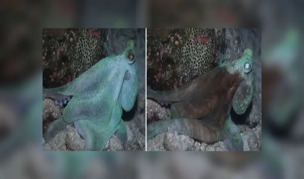 Desliza para descubrir cómo un pulpo dejó a una mujer buzo totalmente maravillada. Foto: Captura. Desliza para descubrir cómo un pulpo dejó a una mujer buzo totalmente maravillada. Foto: Captura.