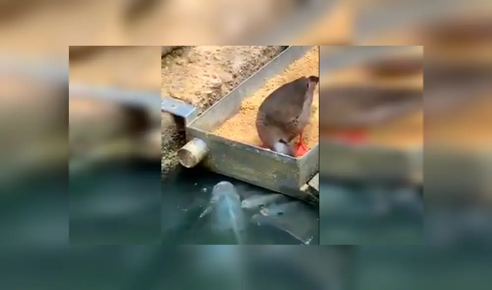 Vía Facebook. Turista registró el singular momento en que el ave saca parte de su alimento para dar de comer a un grupo de hambrientos peces Vía Facebook. Turista registró el singular momento en que el ave saca parte de su alimento para dar de comer a un grupo de hambrientos peces