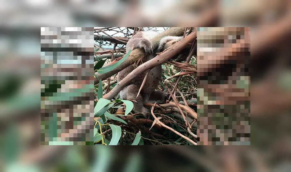 ‘Muerte y destrucción’: Taladores de árboles matan a más de 80 koalas en un bosque de eucalipto [FOTOS]