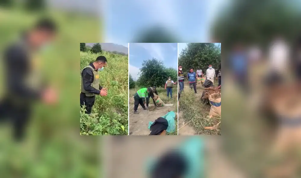 Lambayeque: cultivaban marihuana en chacra de limones y maíz