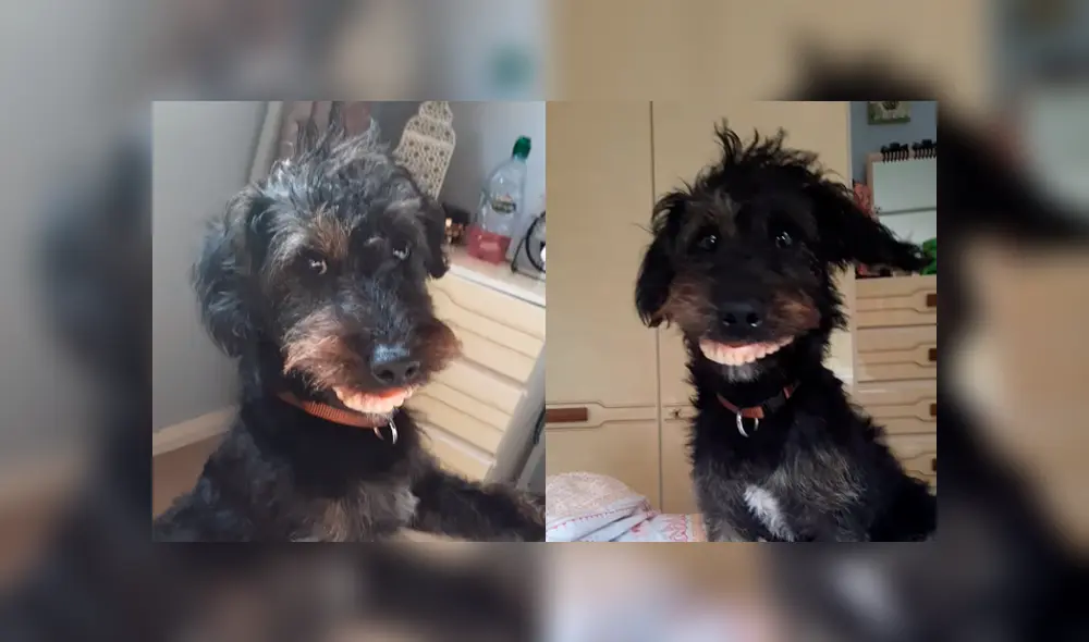 Perro roba dentadura postiza de una anciana y protagoniza divertida escena. Foto: Captura / Facebook