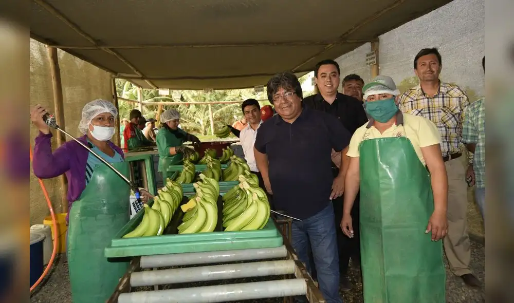 La Libertad: Exportan 30 mil kilos de banano orgánico por semana La Libertad: Exportan 30 mil kilos de banano orgánico por semana