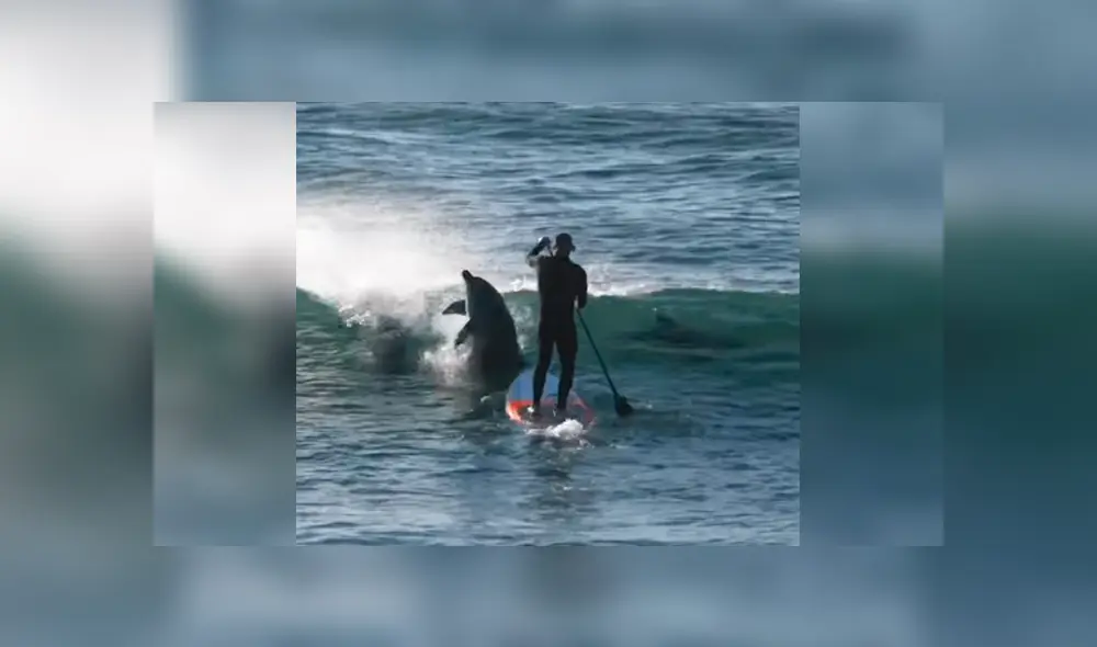 Vía YouTube. El animal salió intempestivamente del mar y se tiró contra el surfista, que iniciaba su carrera hacia el lado opuesto Vía YouTube. El animal salió intempestivamente del mar y se tiró contra el surfista, que iniciaba su carrera hacia el lado opuesto
