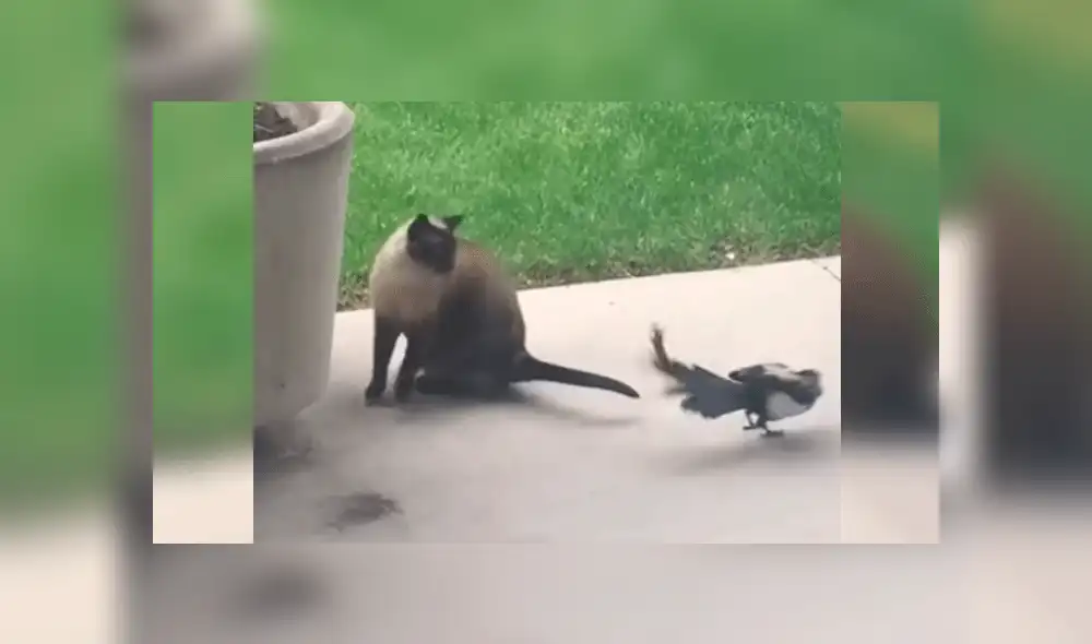 Gato quiere tomar sol en el patio, pero pájaro desbarata sus planes de la peor forma [VIDEO]