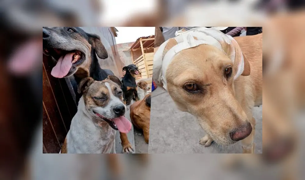 Maltrato animal Maltrato animal