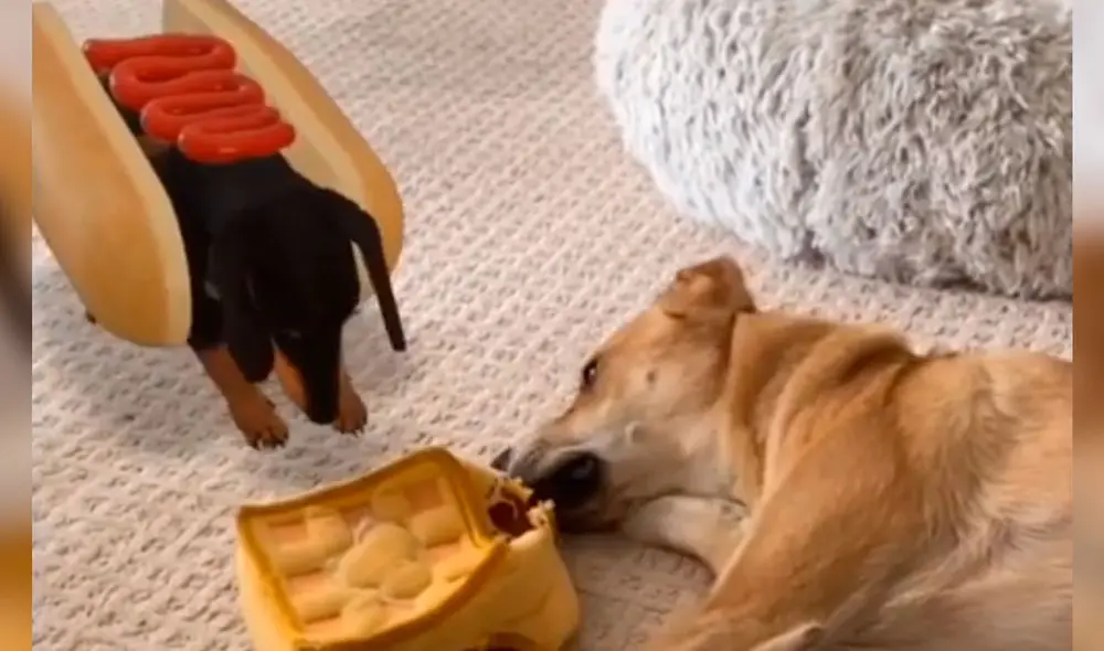 Descubre cómo activar a las mascotas en realidad virtual para tomarte fotos con ellas y ver sus diferentes trucos. Foto: Google