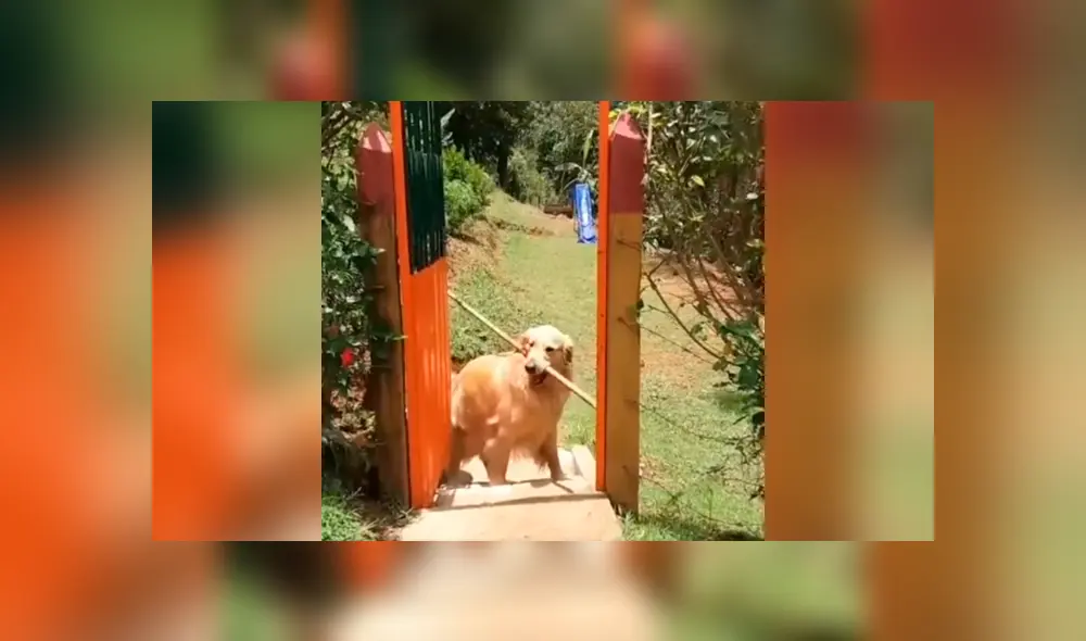 Desliza las imágenes para conocer la divertida acción de un perro para cruzar una diminuta puerta. Foto: Clarín. Desliza las imágenes para conocer la divertida acción de un perro para cruzar una diminuta puerta. Foto: Clarín.