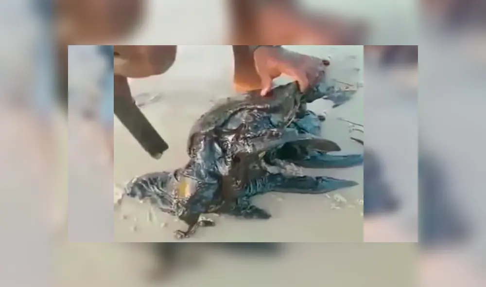 En YouTube, unos hombres caminaban por la playa y encontraron a unas indefensas tortugas que estaban llenas de petróleo.
