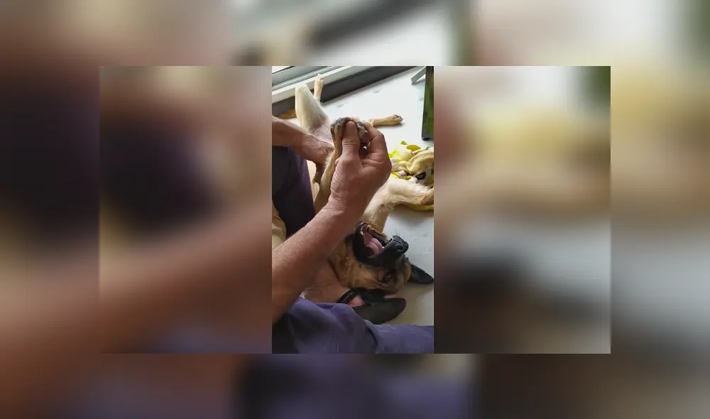 Desliza las imágenes hacia la izquierda para apreciar la divertida escena protagonizada por un padre y su perro. Desliza las imágenes hacia la izquierda para apreciar la divertida escena protagonizada por un padre y su perro.