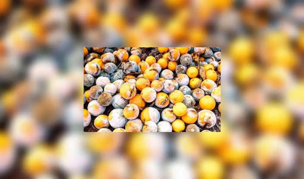 Fruta podrida Fruta podrida