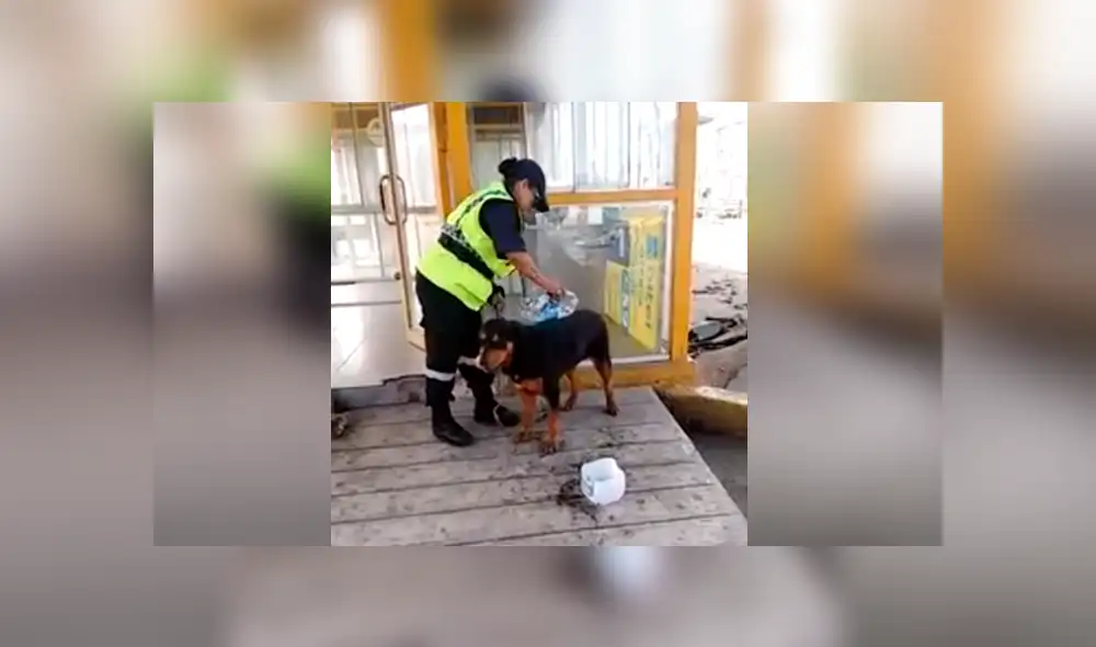 Facebook viral: sereno peruana echa agua a perro sofocado por calor extremo [VIDEO]