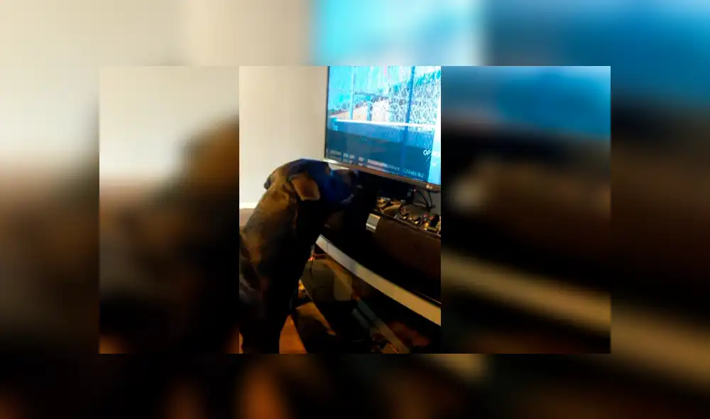 Vía Facebook. Dueño del can grabó el singular comportamiento que adopta su mascota cada vez que le ponen pausa a su programa favorito