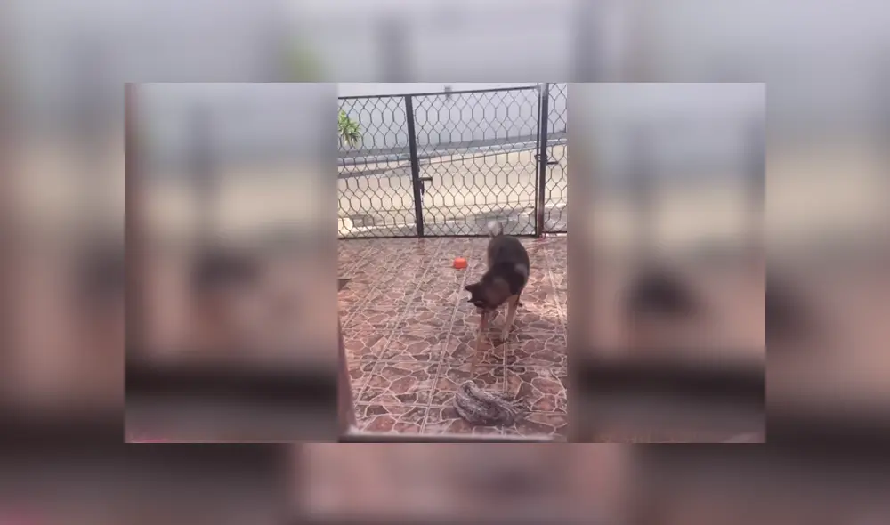 Video es viral en Facebook. La mujer se llevó una tremenda sorpresa, luego de que encontrara a su perro ‘trapeando’ su entrada, luego de haber botado su plato de agua. Foto: Captura. Video es viral en Facebook. La mujer se llevó una tremenda sorpresa, luego de que encontrara a su perro ‘trapeando’ su entrada, luego de haber botado su plato de agua. Foto: Captura.
