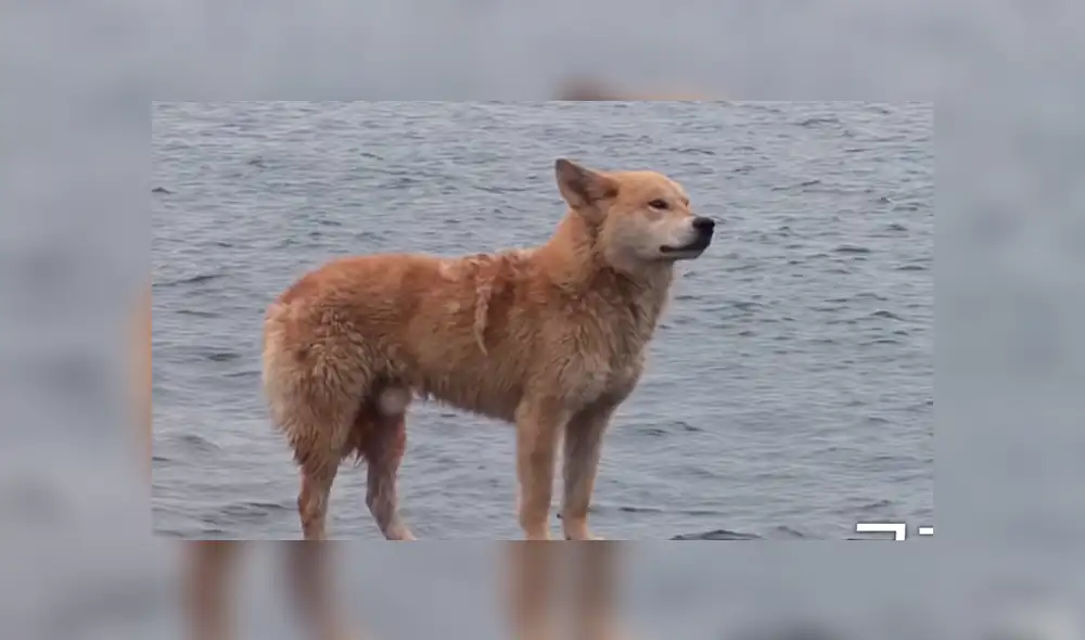 Video es viral en YouTube. La historia de este perro callejero, que ha sido comparado con ‘Hachiko’, conmovió a todos; sin embargo, el final fue distinto. Foto: Captura.