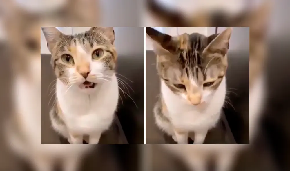 Desliza las imágenes para apreciar el tierno comportamiento de un gato para convencer a su dueña de salir a la calle. Desliza las imágenes para apreciar el tierno comportamiento de un gato para convencer a su dueña de salir a la calle.