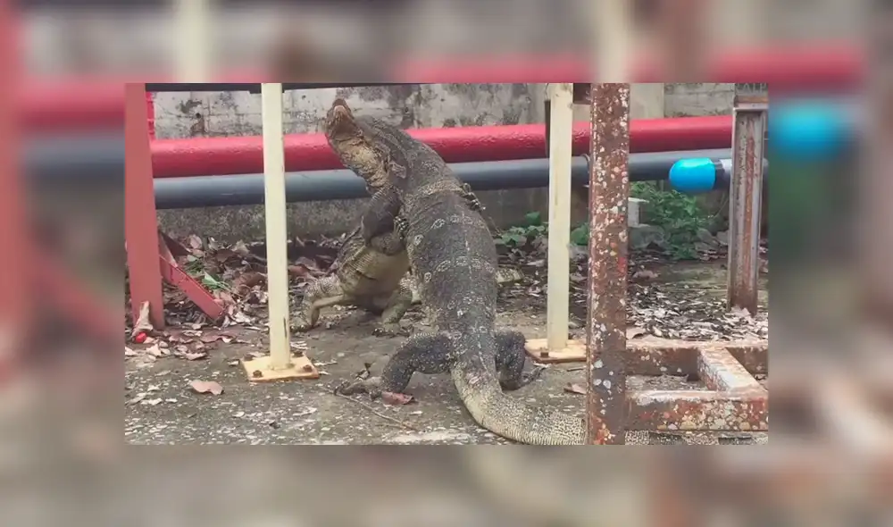 YouTube viral: Lagartos monitores tienen brutal batalla por la supervivencia y el final es inesperado YouTube viral: Lagartos monitores tienen brutal batalla por la supervivencia y el final es inesperado