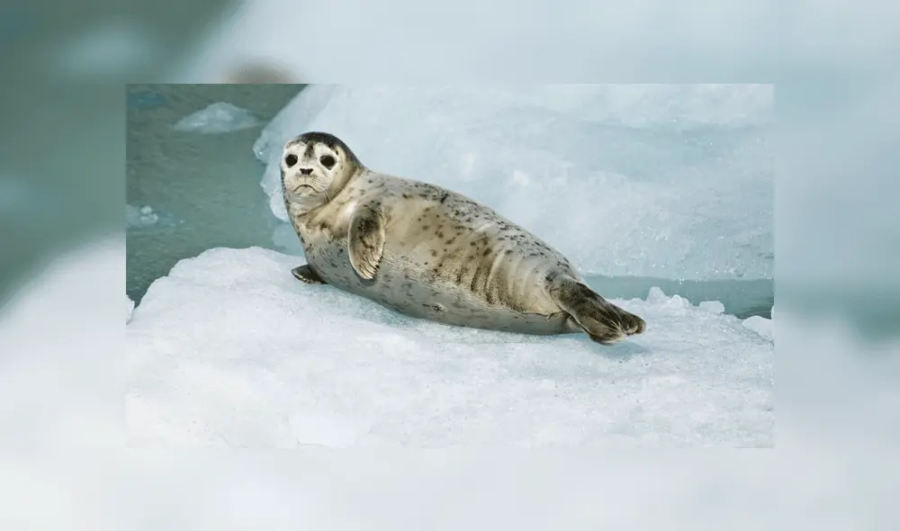 Intentaron rescatar a una foca bebé, pero terminaron provocándole la muerte
