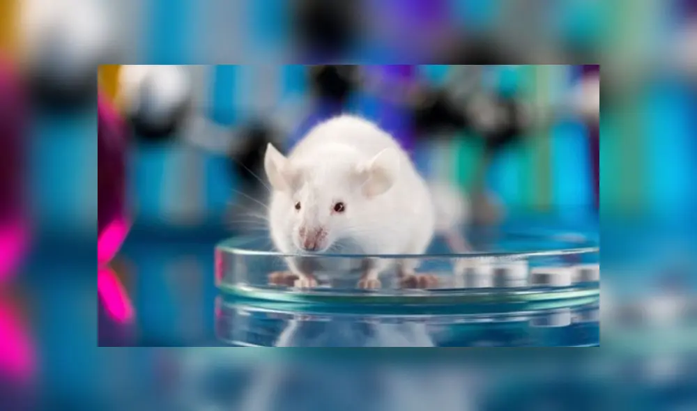 Las ratas recuperaron la vista durante ocho meses. Foto: referencial / EuropaPress