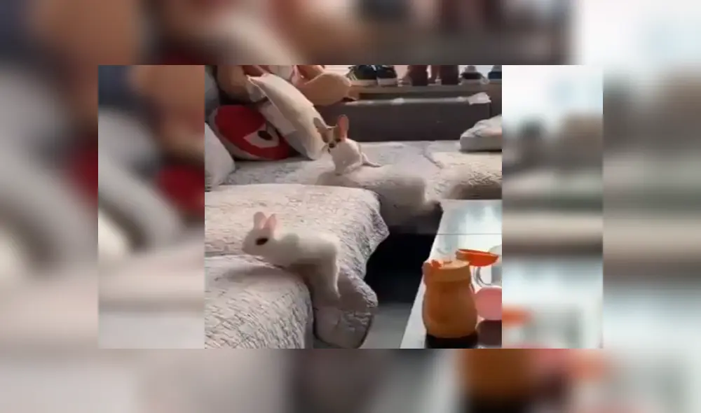 En Facebook, un travieso conejo corrió y saltó con rapidez para evitar ser atrapado por un pequeño perro. En Facebook, un travieso conejo corrió y saltó con rapidez para evitar ser atrapado por un pequeño perro.