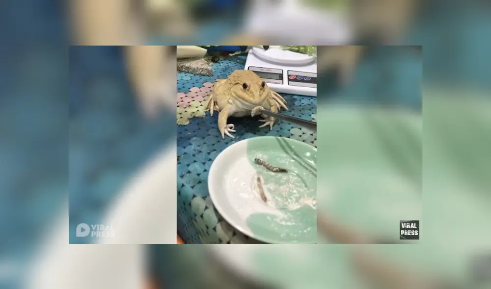 Desliza para ver los detalles del video viral publicado en TikTok. Foto: Captura.