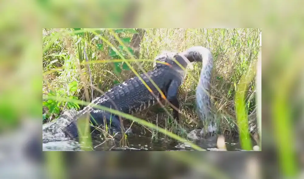 Un turista captó en un video viral de YouTube el feroz enfrentamiento entre dos enormes reptiles por el territorio de caza. Un turista captó en un video viral de YouTube el feroz enfrentamiento entre dos enormes reptiles por el territorio de caza.