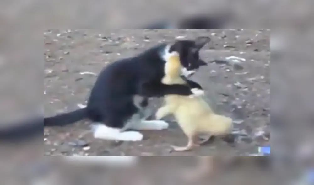 Facebook viral: Parece que gato intenta comerse un pato bebé, pero ocurre lo inesperado [VIDEO]