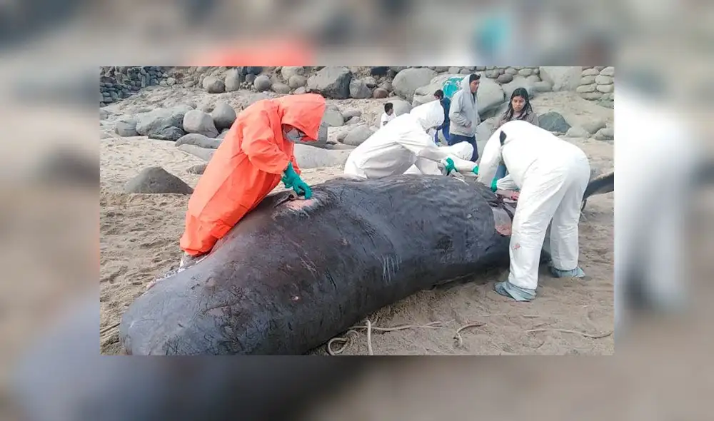 Murió ballena que se varó en la playa Santa Rosa [FOTOS]