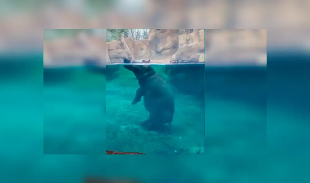 En YouTube, un hipopótamo hembra fue captada en el preciso momento que se desplazaba en su recinto. En YouTube, un hipopótamo hembra fue captada en el preciso momento que se desplazaba en su recinto.