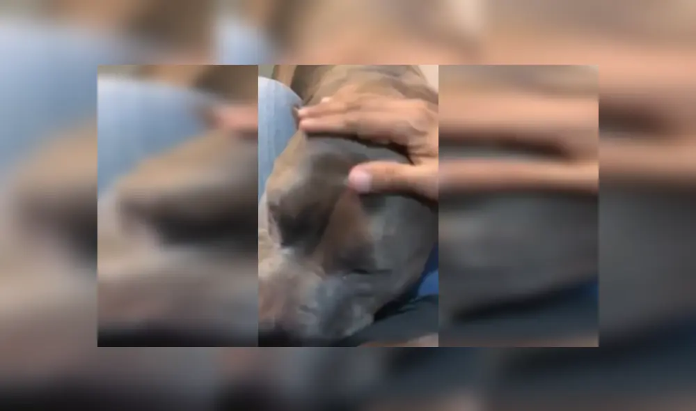 Desliza las imágenes para saber más sobre la conmovedora reacción de este perro bulldog. (Foto: captura) Desliza las imágenes para saber más sobre la conmovedora reacción de este perro bulldog. (Foto: captura)