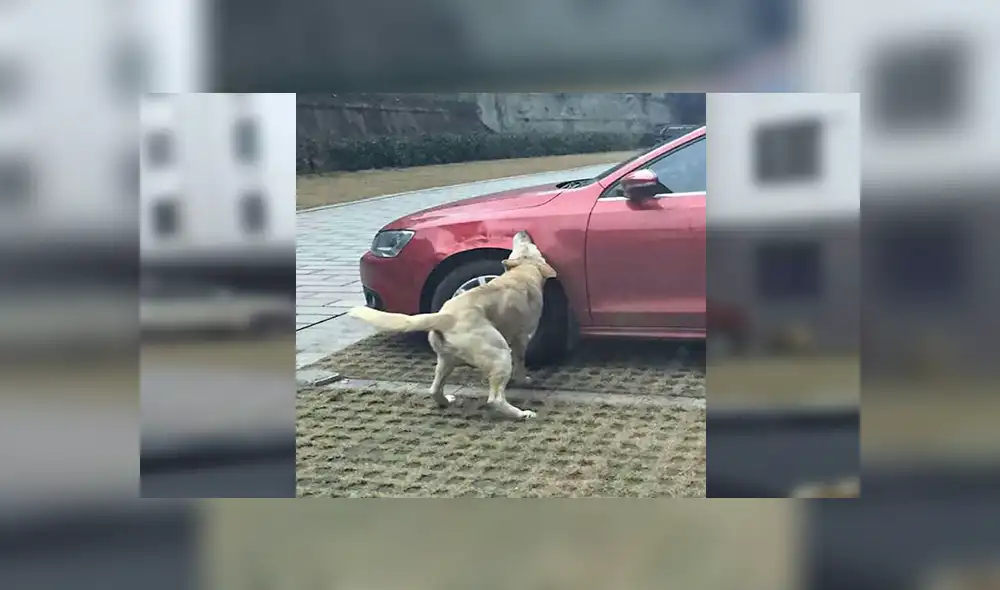 Facebook viral: chofer agrede un perro que regresa con su pandilla para destrozar su auto [FOTOS] 
