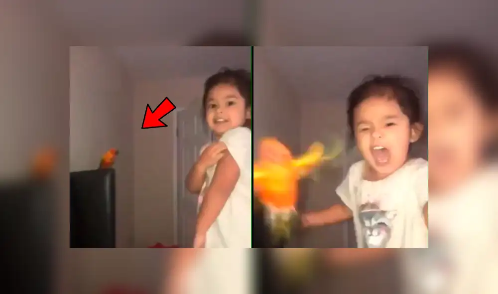 YouTube viral: temible loro es entrenado por una niña para que ataque cuando ella se lo pide [VIDEO]