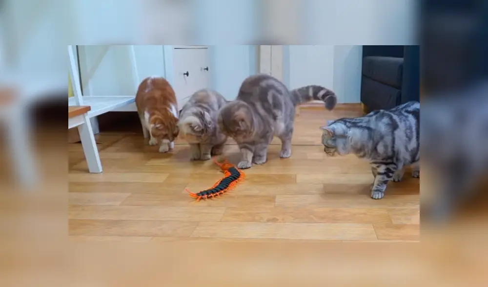 La extraña actitud de los gatos al ver al ciempiés divirtió a miles de usuarios. Foto: captura. La extraña actitud de los gatos al ver al ciempiés divirtió a miles de usuarios. Foto: captura.