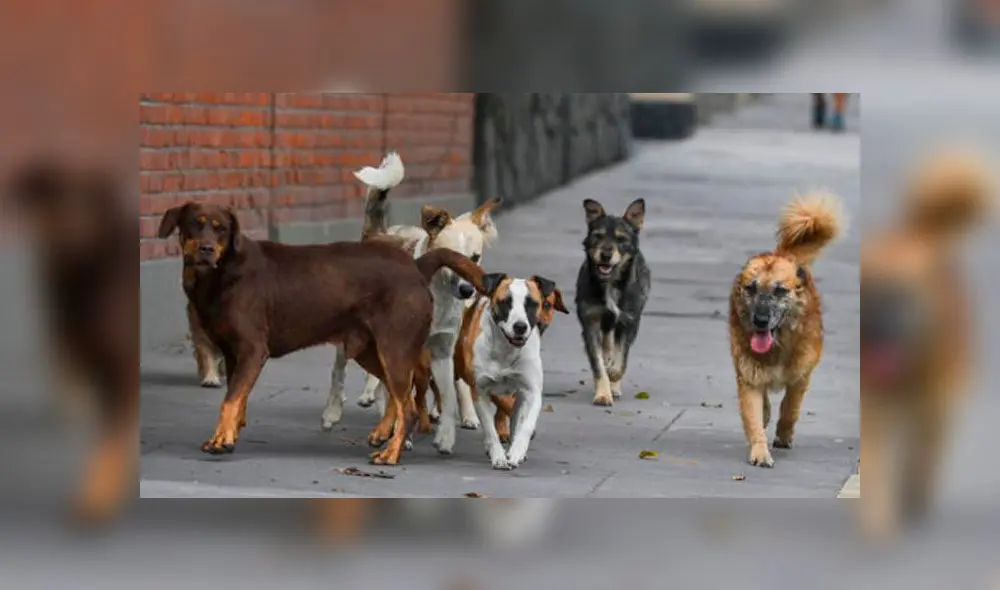 En Arequipa y Puno existe riesgo de rabia humana