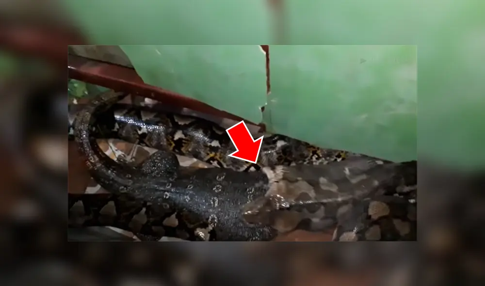 Un hombre grabó en un video viral de YouTube el terrorífico instante en que un dragón de komodo se salvó de morir, tras de ser tragado por una hambrienta pitón.