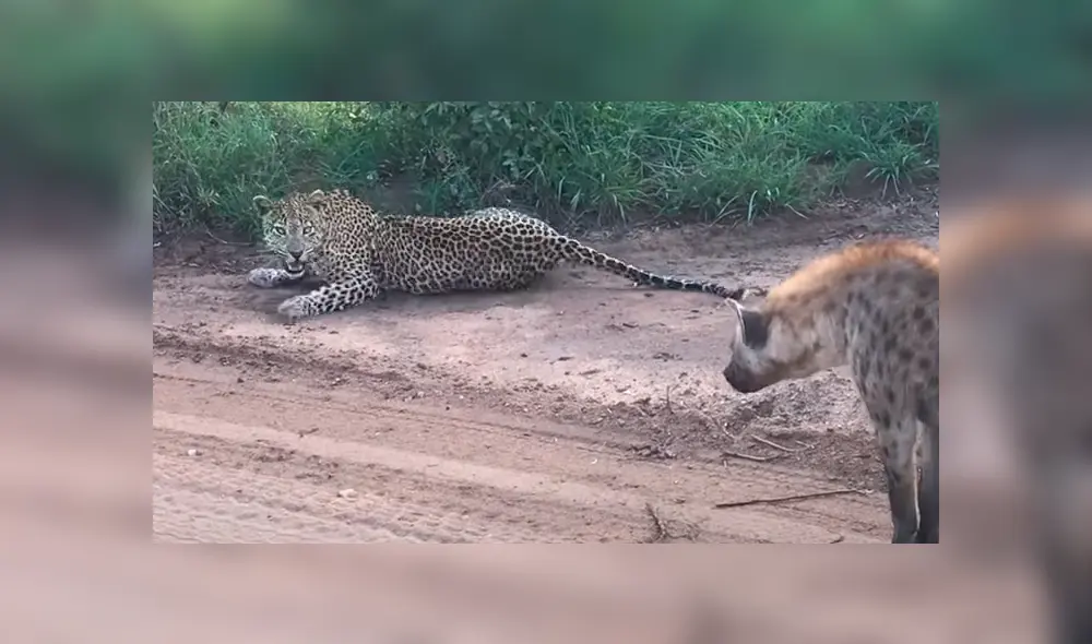 Desliza para ver la reacción del felino en imágenes. Foto: Kruger Sightings / YouTube Desliza para ver la reacción del felino en imágenes. Foto: Kruger Sightings / YouTube