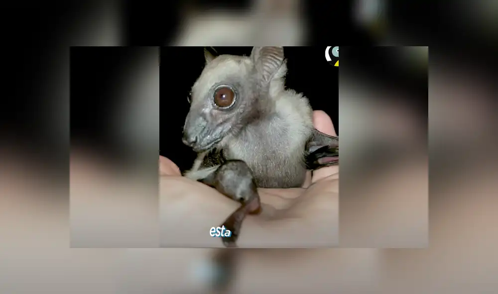El pequeño animal fue criado por un grupo de rescatista al ser rechazado por su madre. Foto: El Dodo /  Facebook