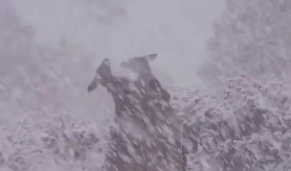 Los marsupiales han dado la vuelta al mundo. Foto: Captura/Facebook/7news