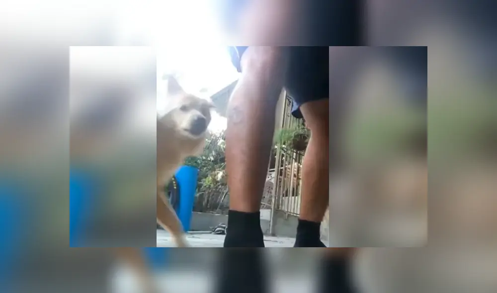 Desliza las imágenes hacia la izquierda para conocer la pesada broma que realizó un perro a su dueño.