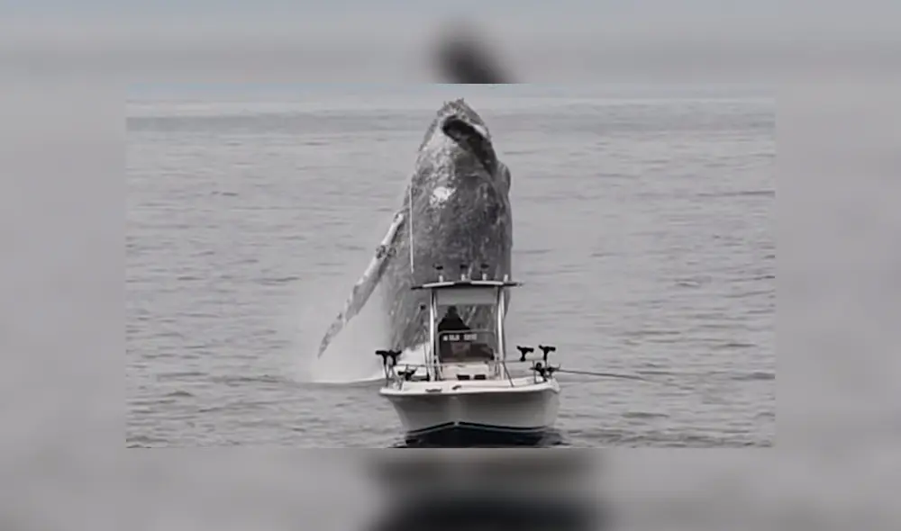 YouTube viral: Pescador queda en shock al ver que enorme criatura surge del océano 
