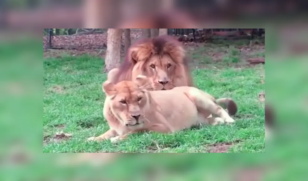 En YouTube, una leona se acercó a su pareja para llamar su atención, pero fue rechazada de la peor manera. En YouTube, una leona se acercó a su pareja para llamar su atención, pero fue rechazada de la peor manera.