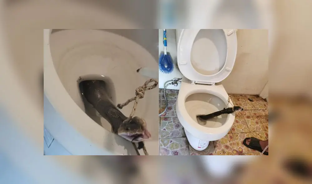 Desliza a la izquierda para ver el terrible hallazgo. Foto: Captura.