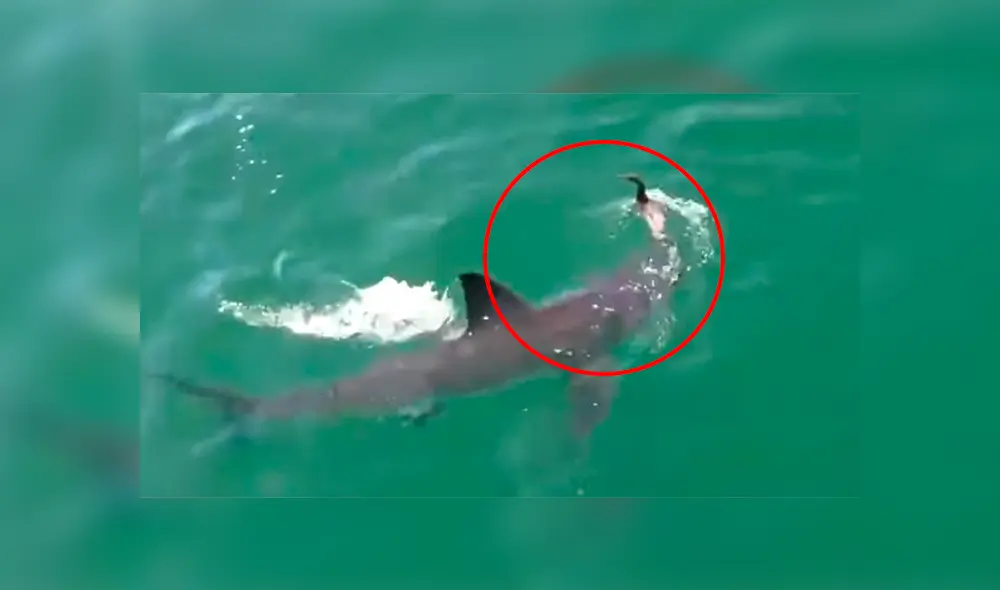 Desliza para ver los momentos más impactantes del video que se hizo viral en YouTube. Desliza para ver los momentos más impactantes del video que se hizo viral en YouTube.