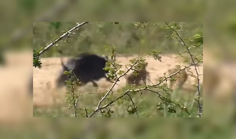 Feroz búfalo hace volar por los aires a hambriento león para rescatar a lagartija de ser devorada [VIDEO]