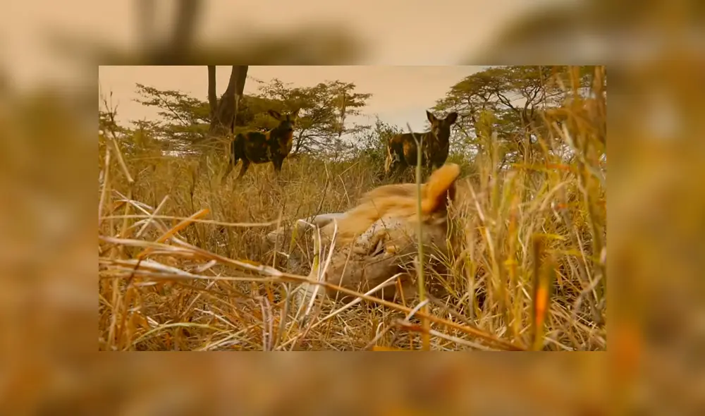 Aprovecharon que el líder de la manada se encontraba durmiendo para lanzar su ataque. Foto: BBC Earth