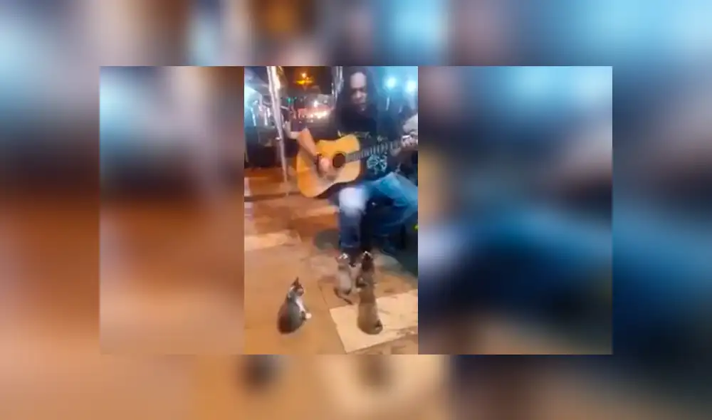 Facebook viral: Gatos se vuelven público de cantante callejero que es ignorado por todos [VIDEO]