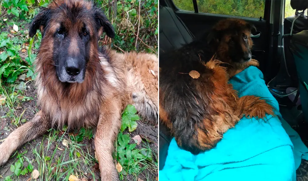 Facebook - animales Facebook - animales